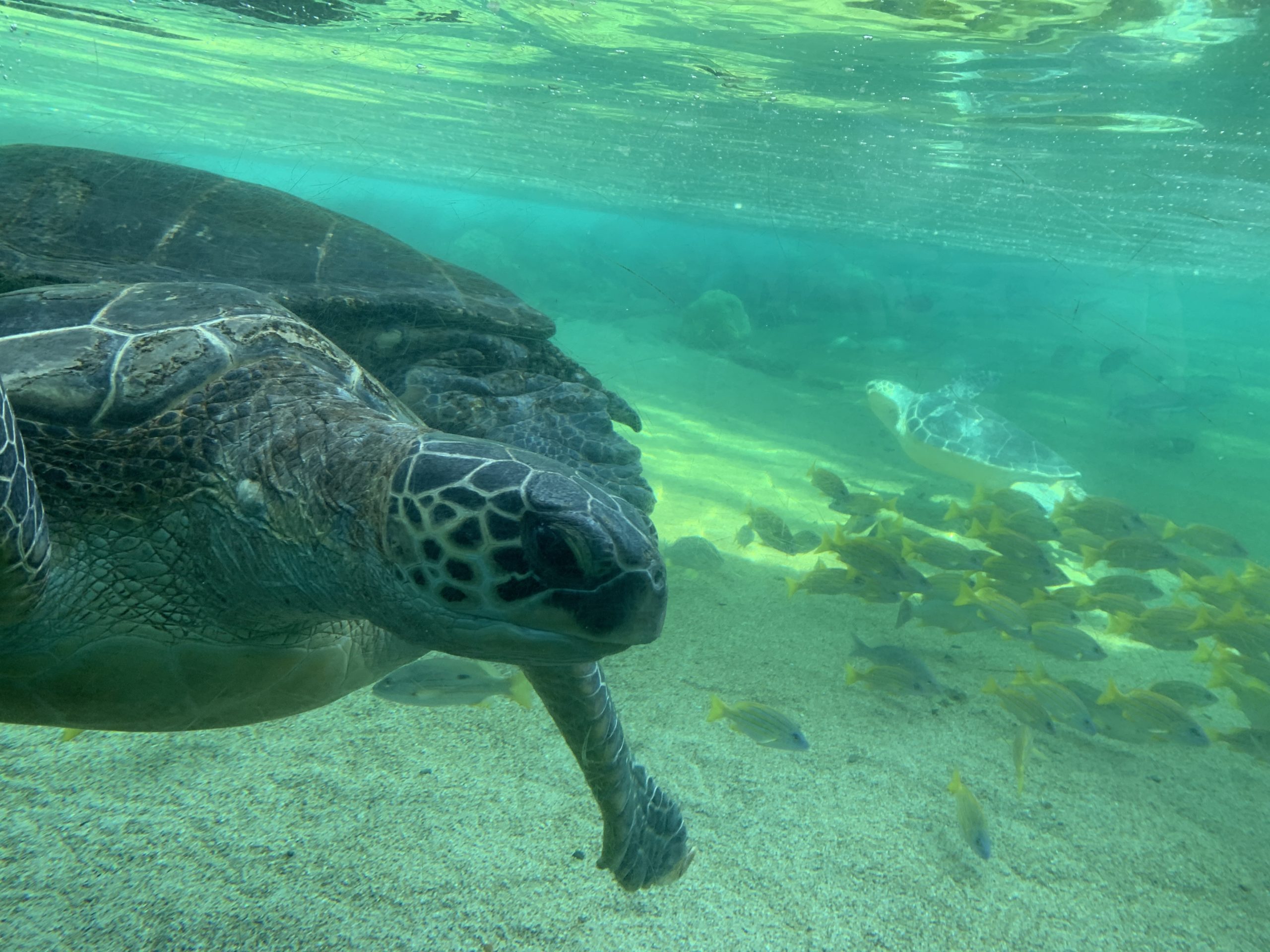 シーパラダイス亀