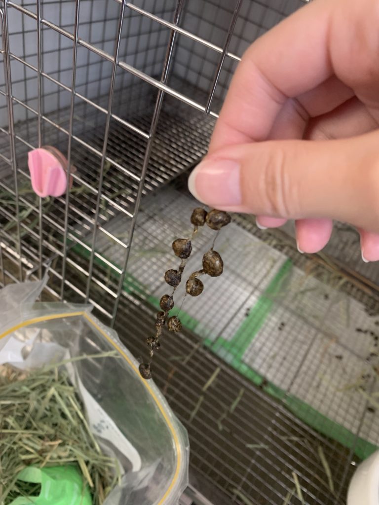 つながって排出されたうんち