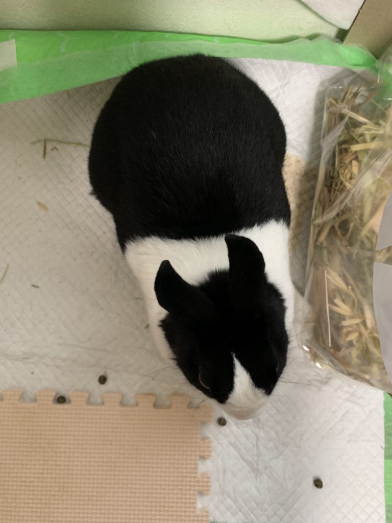 調子が悪い茶々を上から撮影