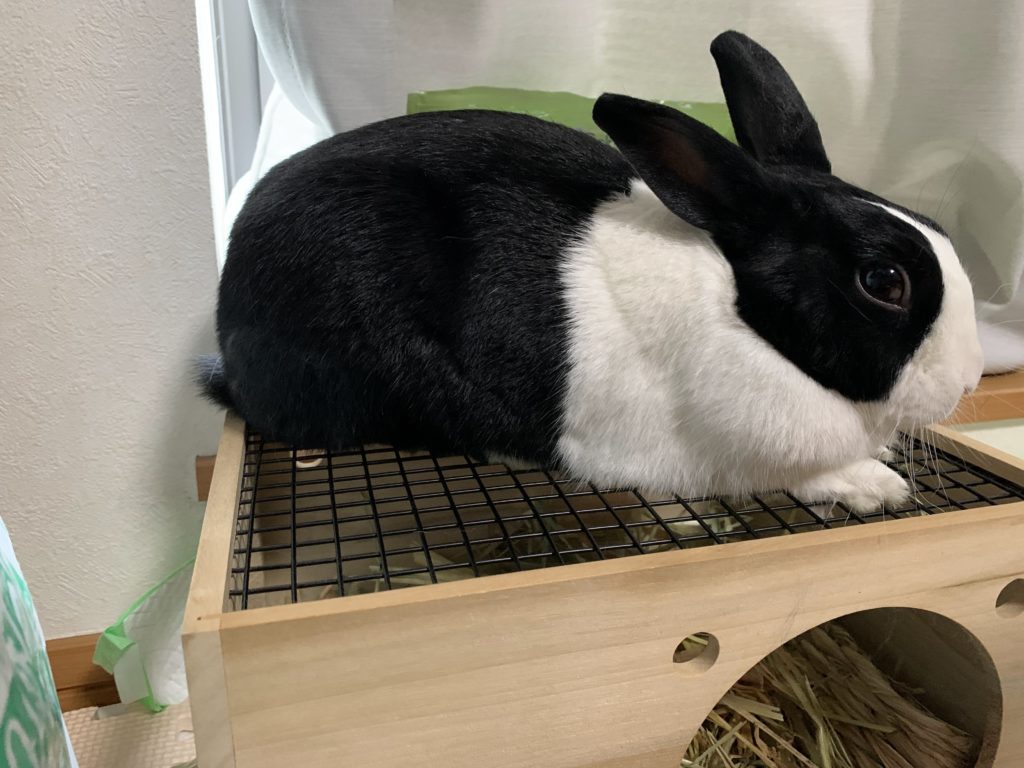 お腹をつけて、じっとしている茶々