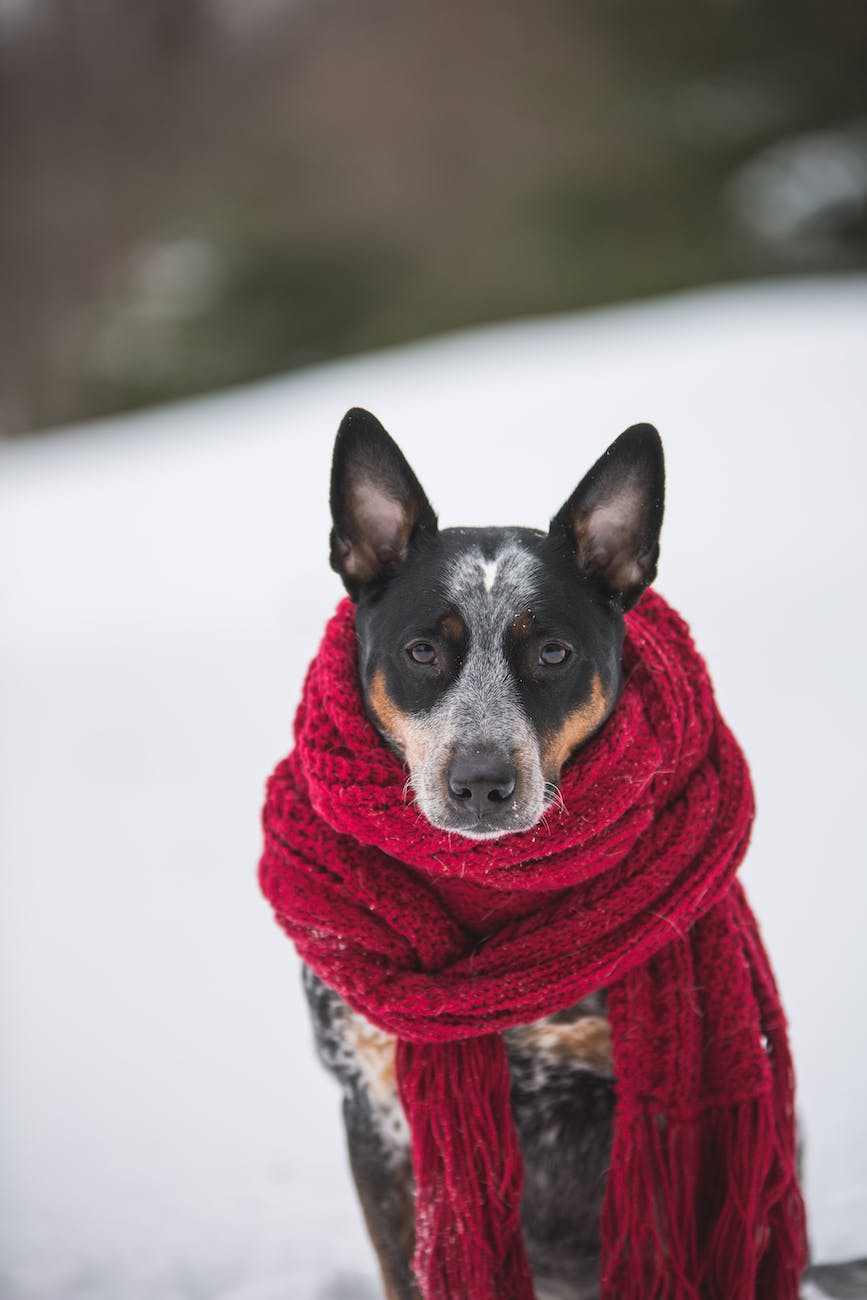 dog wearing crochet scarf with fringe while sitting on snow selective focus photography
