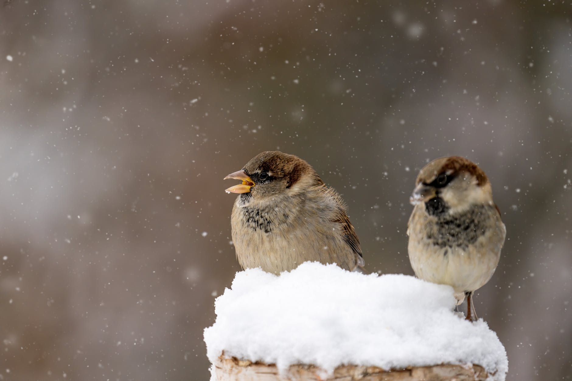 small gray sparrows on fresh white snow