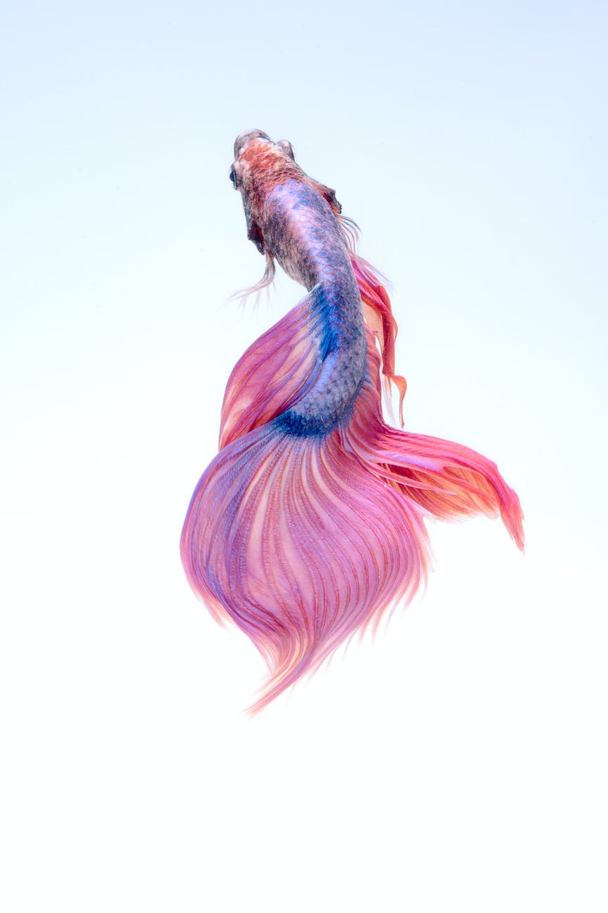 close up of a siamese fighting fish