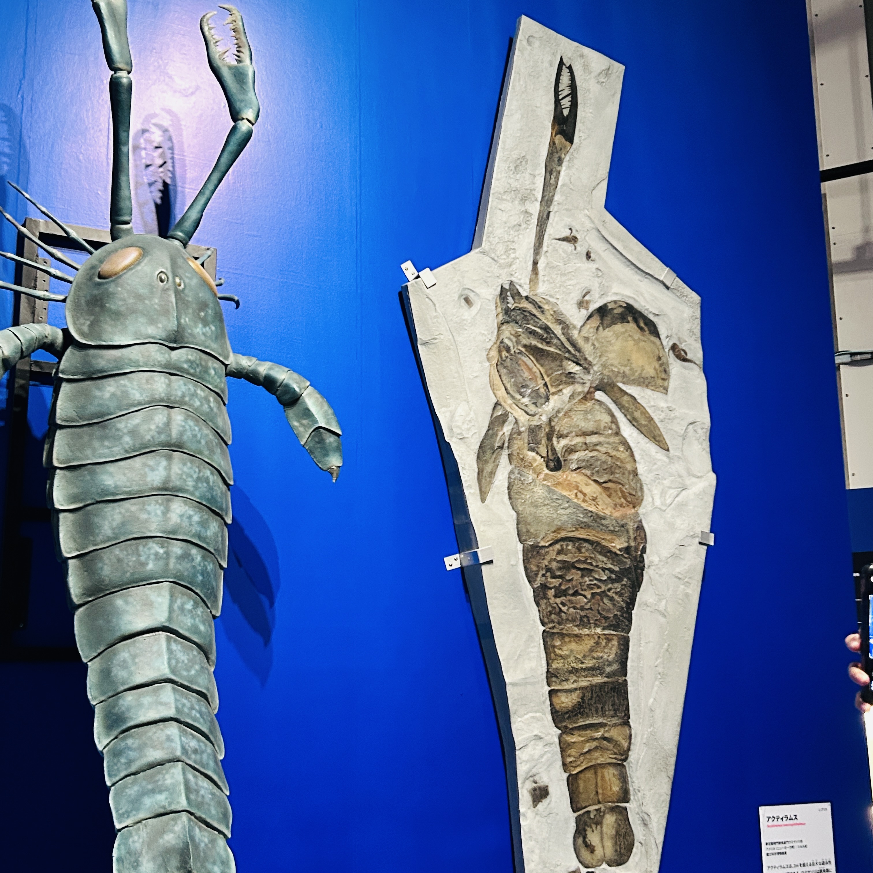 アクティラムスの化石と復元模型