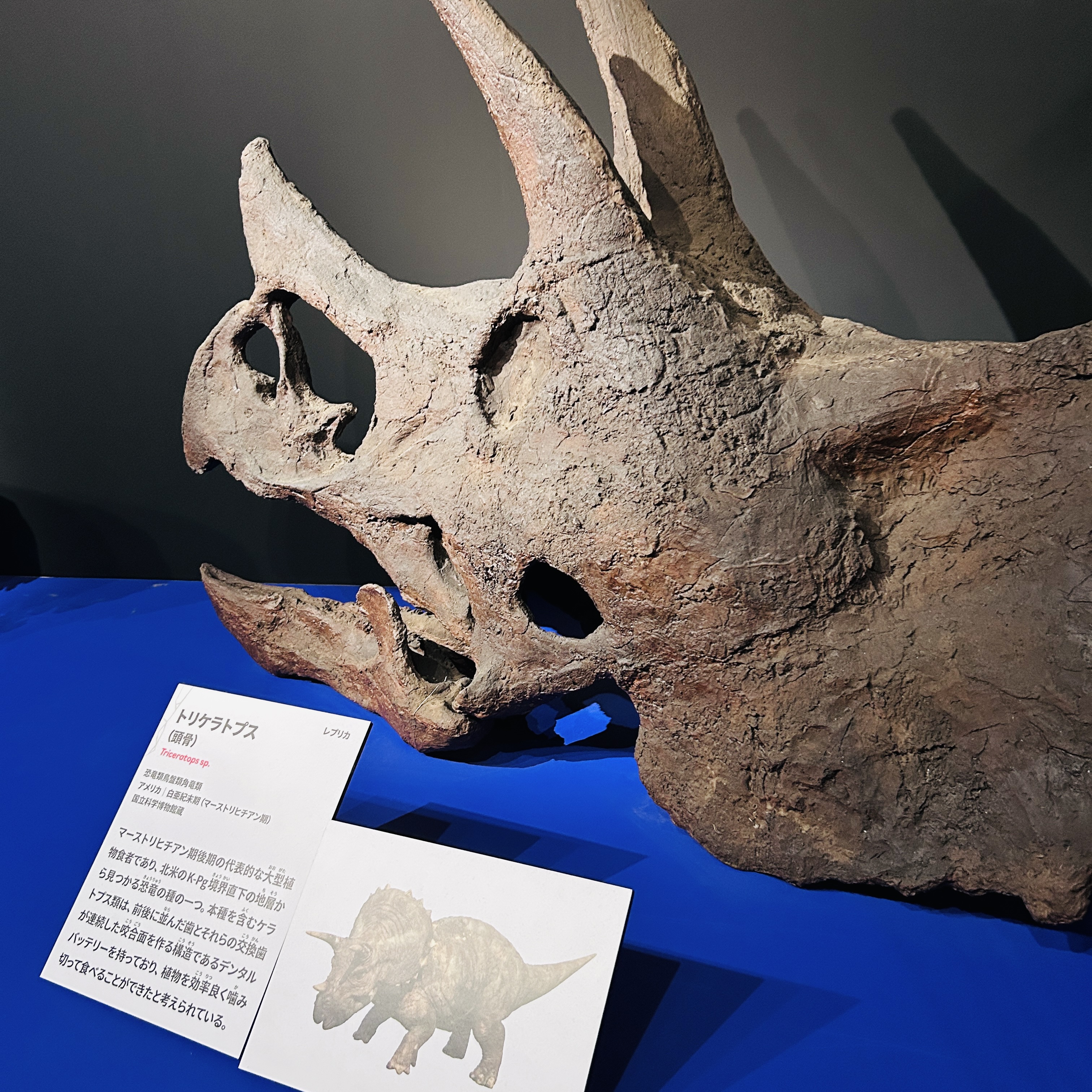 トリケラトプスの頭の化石
